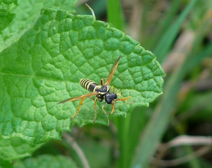 Un imenottero senza nome: probabile Tenthredo zonula